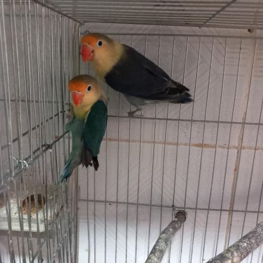 عکس پرنده فروشی