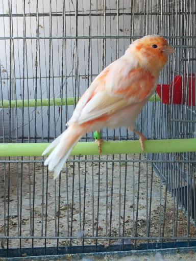 عکس پرنده فروشی