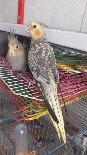 عکس پرنده فروشی