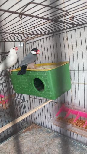 عکس پرنده فروشی