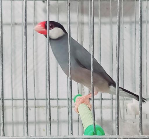 عکس پرنده فروشی