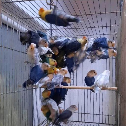 عکس پرنده فروشی