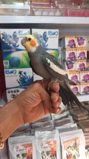 عکس پرنده فروشی