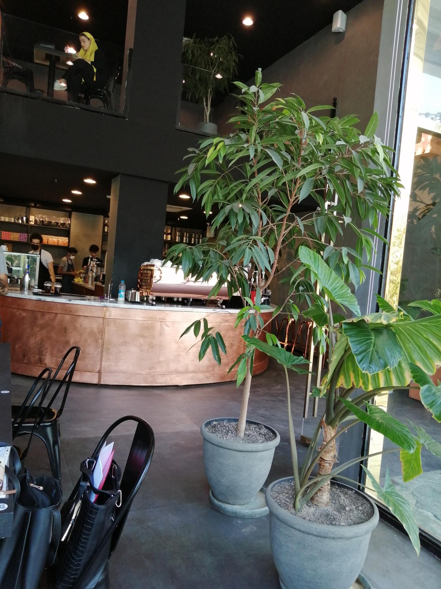 عکس کافه لمیز شعبه پایدار فرد شعبه پاسداران - ضرابخانه