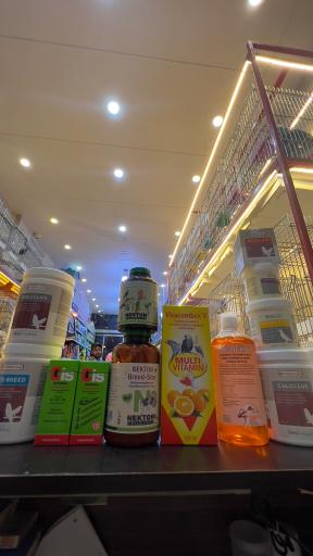 عکس پت شاپ پرنده پرطلایی مصطفی