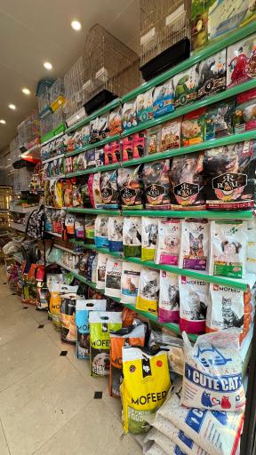 عکس پت شاپ پرنده پرطلایی مصطفی