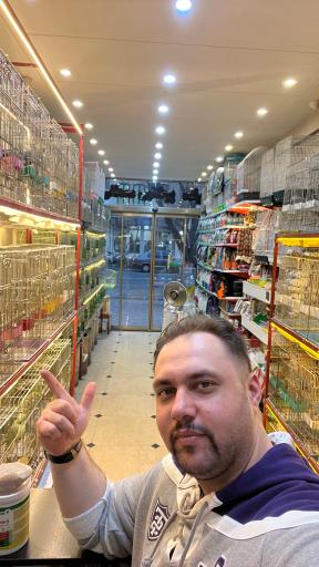 عکس پت شاپ پرنده پرطلایی مصطفی