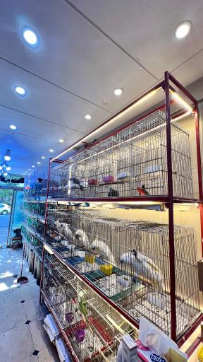 عکس پت شاپ پرنده پرطلایی مصطفی