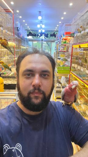 عکس پت شاپ پرنده پرطلایی مصطفی