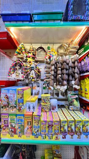 عکس پت شاپ پرنده پرطلایی مصطفی