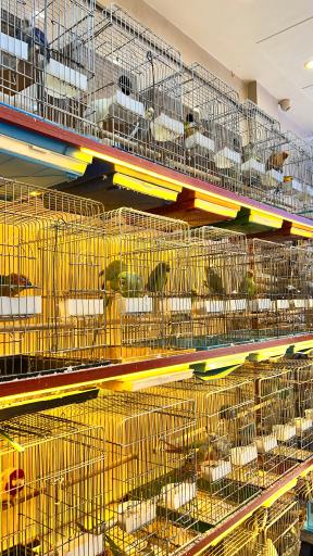 عکس پت شاپ پرنده پرطلایی مصطفی