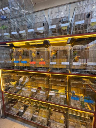 عکس پت شاپ پرنده پرطلایی مصطفی