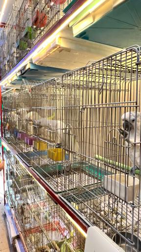 عکس پت شاپ پرنده پرطلایی مصطفی