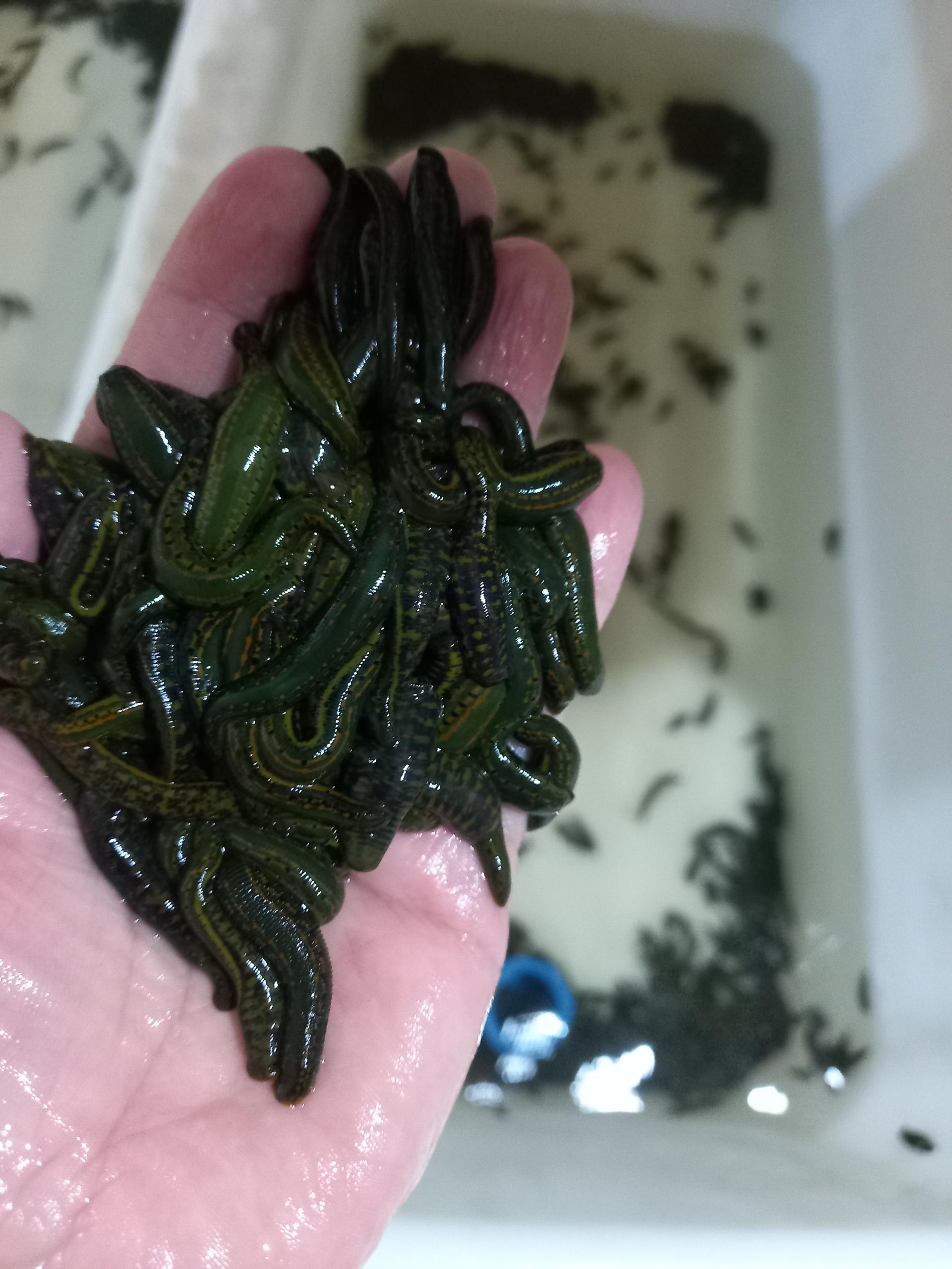 عکس مرکز تکثیر و پرورش زالوی طبی عزیززاده