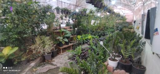 عکس گلخانه گل رز