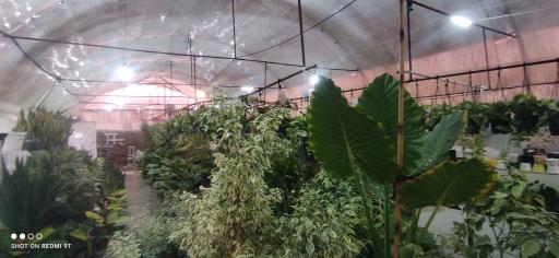 عکس گلخانه گل رز