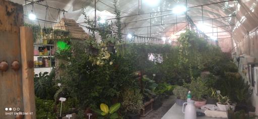 عکس گلخانه گل رز