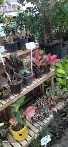 عکس گلخانه گل رز