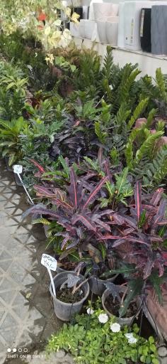 عکس گلخانه گل رز