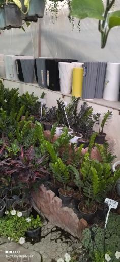 عکس گلخانه گل رز