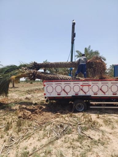 عکس نهالستان نخل