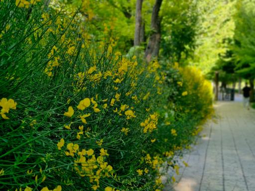 عکس پارک ملت بروجن