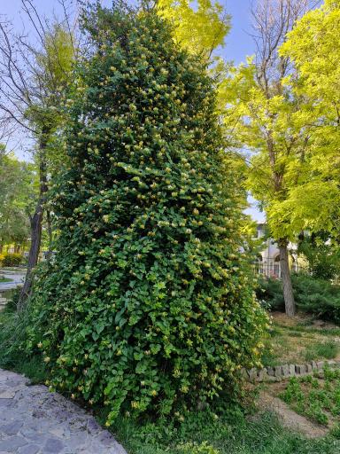 عکس پارک ملت بروجن