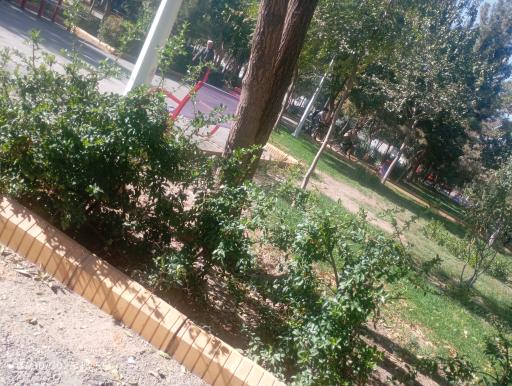 عکس بوستان بنفشه