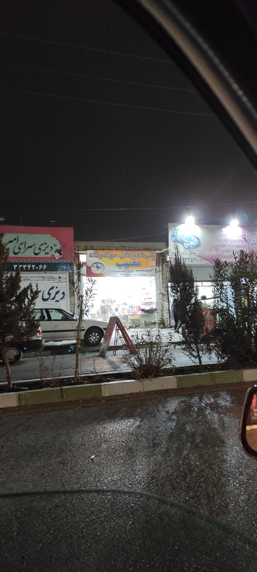 عکس پخش دانه پرندگان مصیب