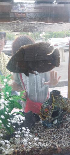 عکس آکواریوم لوتوس