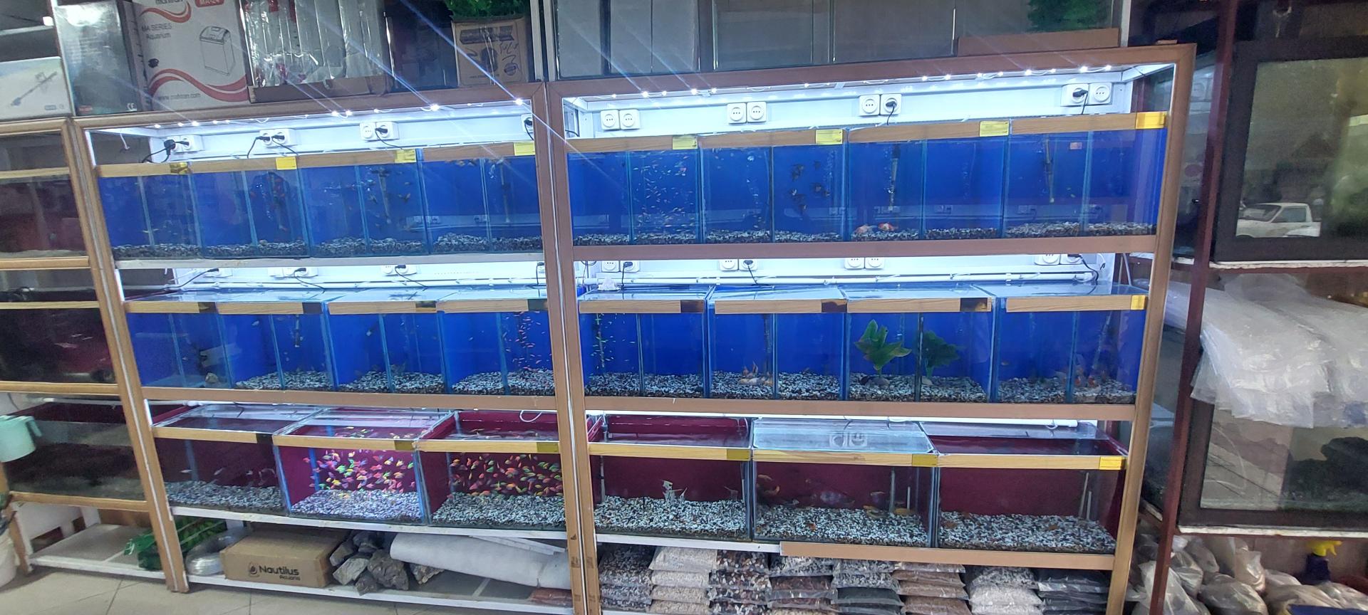 عکس آکواریوم لوتوس