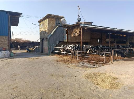 عکس گاوداری شیخان 