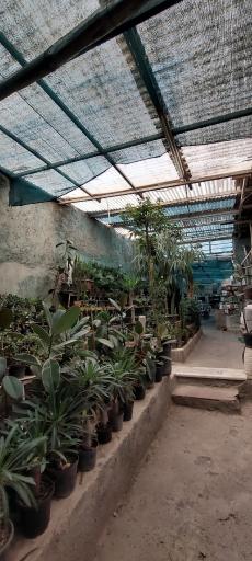 عکس گلخانه حسنا