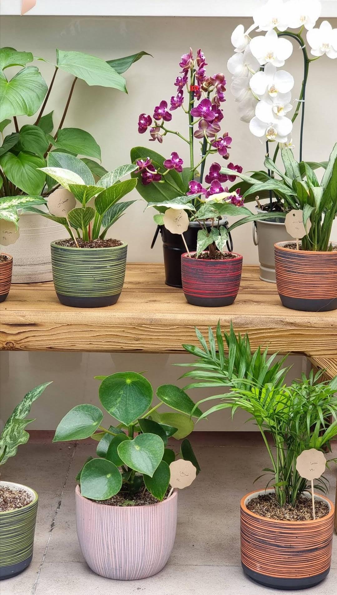 عکس گل فروشی لیلیا