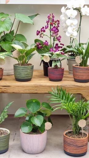 عکس گل لیلیا