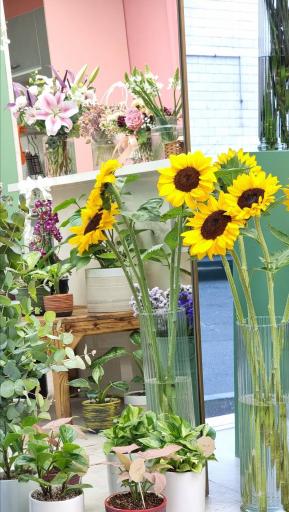 عکس گل لیلیا