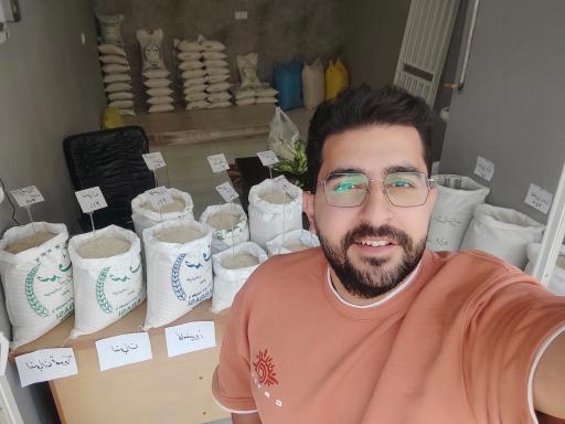 عکس برنج شالیزار فراتی