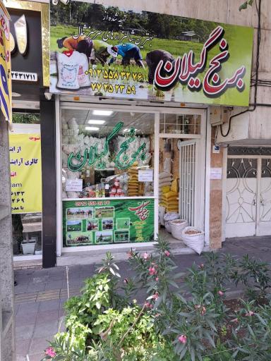 عکس برنج گیلان.