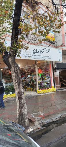 گلفروشی کاملیا