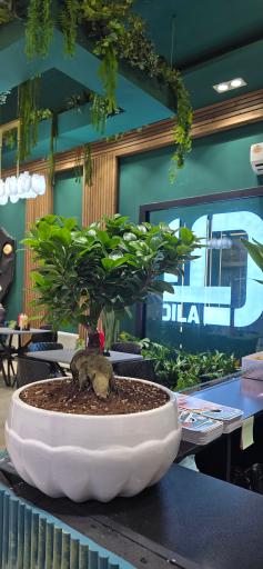 عکس  فست فود دیلا 