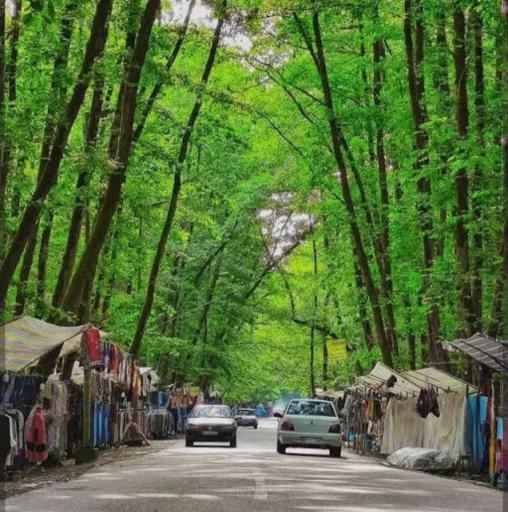 عکس جنگل گیسوم