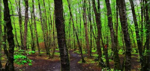 عکس جنگل گیسوم