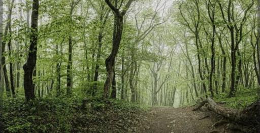 عکس جنگل گیسوم