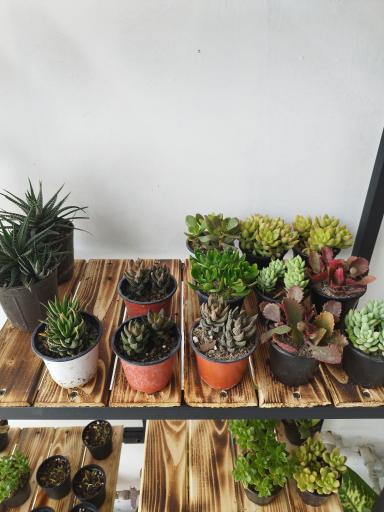 عکس گل کده بهاران