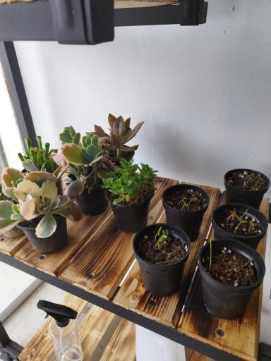 گل کده بهاران