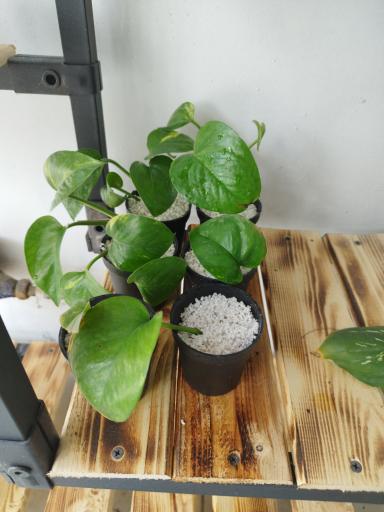 عکس گل کده بهاران