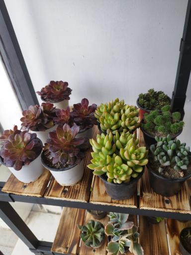 عکس گل کده بهاران