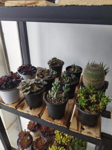 عکس گل کده بهاران