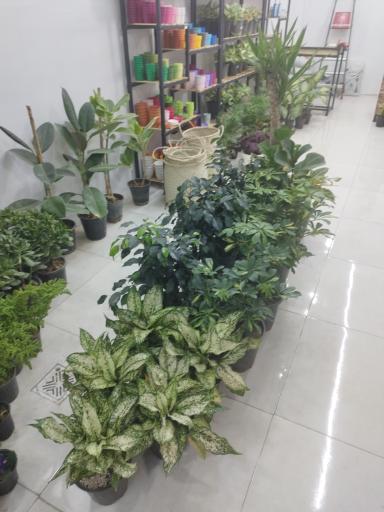 عکس گل کده بهاران