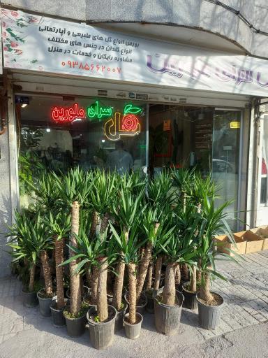 عکس گلسرای ملورین